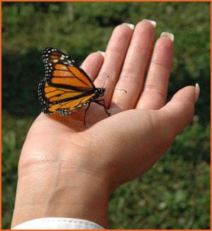 Butterfly in hand