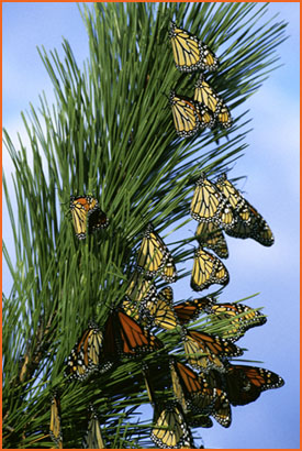 Monarchs on pine tree
