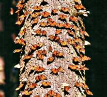 Monarchs on Tree Trunk